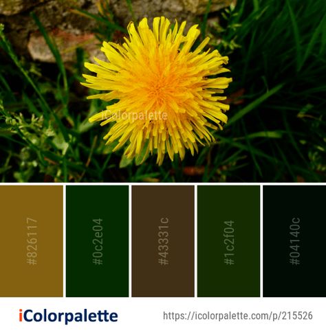 Color Palette Ideas from Flower Yellow Dandelion Image Dandelion Color Palette, Dandelion Color, Yellow Dandelion, Dandelion Plant, Color Palette Ideas, Palette Ideas, Costume Inspo, Flower Yellow, Color Swatch