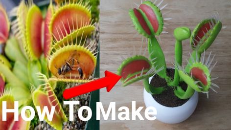 Hi friends :) How to make venus flytrap plants model craft at home. make easy carnivorous plants model watch this video for more details... Diy Venus Fly Trap Craft, Paper Mache Venus Fly Trap, Flies Trap Diy, Cute Venus Fly Trap, Fly Trap Plant Venus Flytrap, Venus Flytrap Plant, Plant Cell Project, Venus Fly Trap Monster, Insectivorous Plant