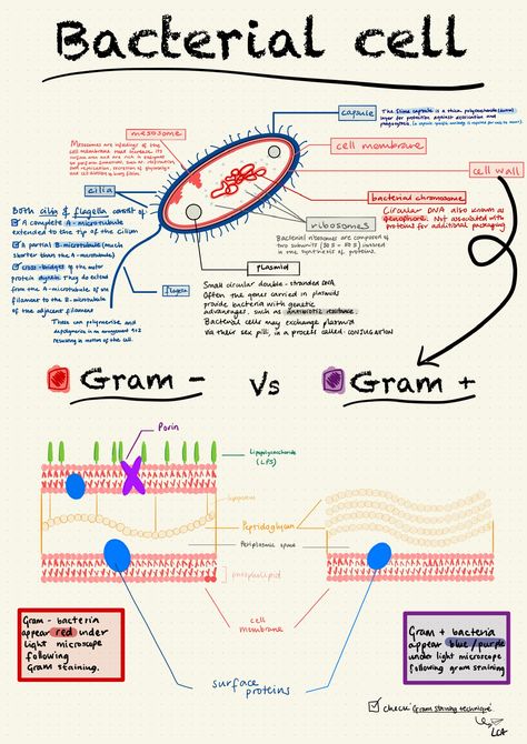 Micro Organisms Notes, Microbiology Worksheets, Micro Biology Notes, Bacteriology Notes, Microbiology Study Tips, Cell Structure Notes, Cell Structure And Function Notes, Bacteria Notes, Microbiology Wallpaper