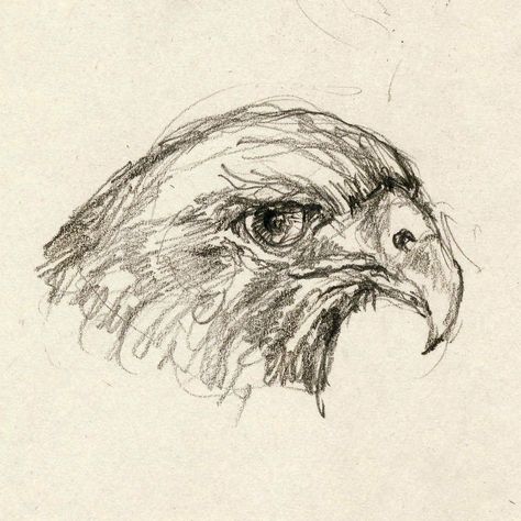 Quick Sketches Easy, Bird Head Drawing, Hawk Sketch, Hawk Drawing, Scribble Drawings, Drawings Inspo, Head Study, Doodle Art Flowers, Mouth Drawing