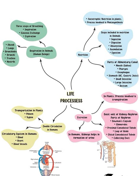 Flow Chart Aesthetic, Flowchart Ideas, Chart Aesthetic, Nutrition In Plants, Loop Of Henle, Flow Chart Design, Process Flow Chart, Sports Quotes Motivational, Image Aesthetic