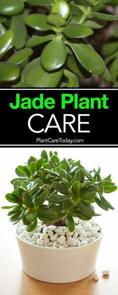 The jade plant, care for these small, sturdy succulents is simple and the Crassula (real name) is a great beginner houseplant, along with the spider plant. Jade Plant Care, Jade Plant, Plant Care Houseplant, Spider Plant, Plant Hacks, Inside Plants, Growing Succulents, Succulent Gardening, Succulent Care