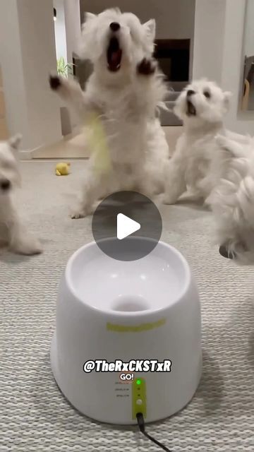 Funny Westies, 2024 Friends, Pet Meds, Relaxed Dog, Friends Playing, Animals Video, Gorgeous Animals, Westie Puppies, Westie Dogs