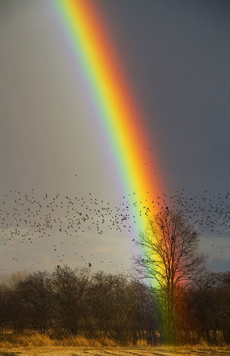 End of the Rainbow | And all I found was birds! | Matt Champlin | Flickr Rainbow Promise, Rainbow Pictures, Rainbow Photography, End Of The Rainbow, Theme Nature, Rainbow Magic, Rainbow Sky, Rainbow Aesthetic, Rainbow Wallpaper