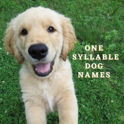 One Syllable Names, Good Happy Quotes, Cute Names For Dogs, Happiness Quote, Looking For Friends, Success Inspiration, Going Out Looks, Knowledge Quotes, Canine Companions