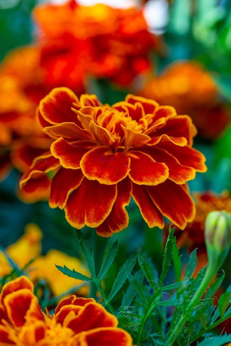 Orange marigolds flower on a green background on a summer sunny day macro photography. Blooming tagetes flower with red petals in summer, close-up photo. Marigolds Flower, Orange Marigolds, Macro Photography Flowers, Flower Drawing Tutorials, Flower Close Up, Macro Flower, Red Petals, Marigold Flower, Close Up Photography