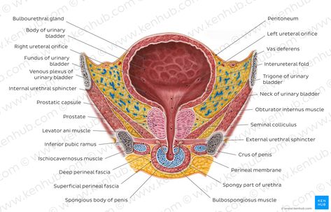 Urinary Bladder Anatomy, Bladder Anatomy, Pelvic Diaphragm, Levator Ani, Urinary Bladder, Arteries And Veins, Parasympathetic Nervous System, Dancer Workout, Skeletal Muscle