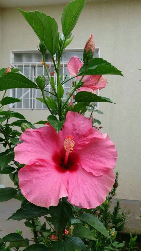 Get the complete hibiscus plant care guide. Learn how to grow potted hibiscus, outdoor hibiscus trees and more. Hibiscus Plant Care, Growing Hibiscus, Hibiscus Garden, Hibiscus Tree, Plant Care Guide, Hibiscus Plant, Wonderful Flowers, Beautiful Flowers Garden, Beautiful Flowers Wallpapers