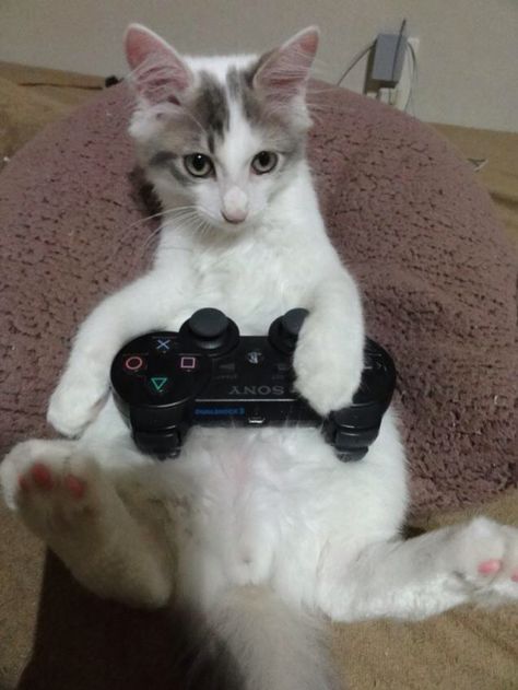 PS3 Gamer Kitty Cat Gaming, Cat Playing, Sony Playstation, My World, Playstation, Video Games, Kitty, Tumblr, Video Game