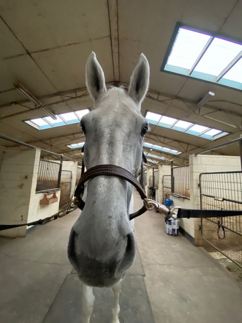 Fleabitten Horse, Dapple Grey Horses, Grey Horses, Horse Riding Aesthetic, Grey Horse, Horse Equestrian, Equestrian Life, Cute Horses, My Good