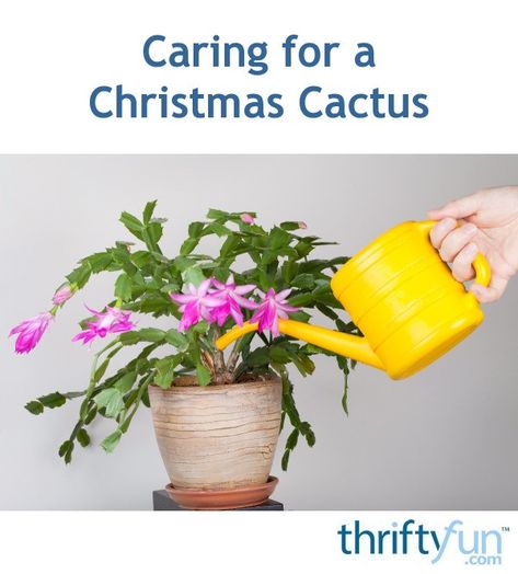 This is a guide about caring for a Christmas cactus. The Christmas cactus is an easy to grow house plant with a little understanding of its needs. Xmas Cactus Care, Christmas Cactus Care Tips, Xmas Cactus, Christmas Cactus Flower, Christmas Cactus Propagation, Indoor Cactus Plants, Cactus Ideas, Christmas Cactus Care, Cactus House Plants