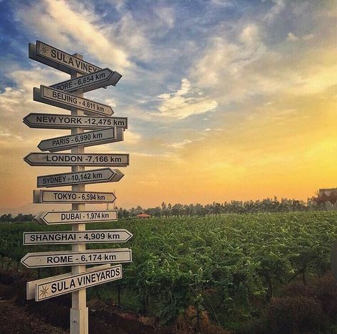 Sula vineyards #Nashik  #India #Indiatravel #travel #worldtour #beautifulindia #photo #perfectclick Sula Vineyards Photography, Sula Wine Nashik, Nashik Aesthetic, Nashik Snap, Sula Wines, Sula Vineyards, Vineyard Photography, Nature Aesthetics, 2025 Vision