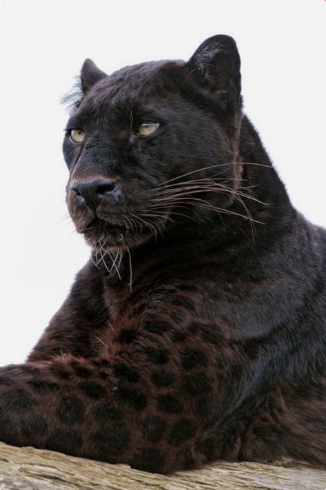 Black panther with spots showing the sunlight. These big cats are the melanistic color variant of either jaguar or leopard species. Regnul Animal, Black Jaguar, A Black Cat, Majestic Animals, Cheetahs, Large Cats, Leopards, Animal Planet, Beautiful Cats