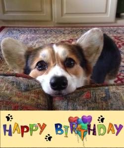 ♥ Sweet Corgi Birthday Wishes! ♥ Corgi Owner, Indoor Dog, Cute Corgi, Bad Dog, Corgi Dog, Small Dog, Animals Friends, I Love Dogs, Animals Beautiful