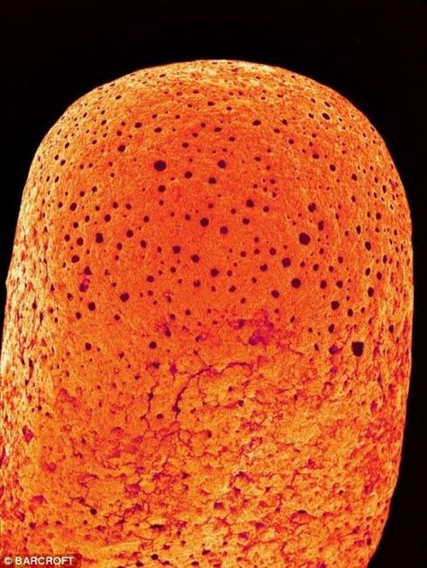 Everyday objects in close-up: items brought to life at a MILLION times magnification.  The tip of an unburnt match.  Picture: Susumu Nishinaga / SPL / Barcroft Media. Microscope Photography, School Science Experiments, Macro Pictures, Scanning Electron Micrograph, Microscopic Photography, Well Images, Tiny Stories, Microscopic Images, Electron Microscope