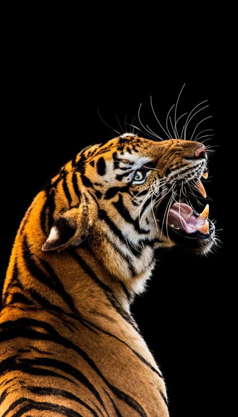 Tiger Tigre Y Dragon, Big Cat Species, Angry Tiger, Angry Animals, Tiger Images, Black Hd, Tiger Pictures, Unicorn Halloween, Animal Study