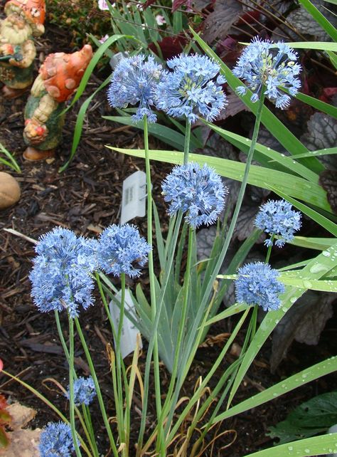 azureum allium Allium Azureum, Pale Blue Flowers, Work Project, Pale Blue, Blue Flowers, In The Garden, Garden Ideas, The Garden, Blue Color