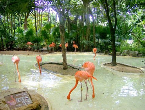 pic 6 flamingos (800x608) Clear Ocean Water, Lunch Drinks, Costa Maya Mexico, Honduras Travel, Red Shirts, Roatan Honduras, Costa Maya, Mexico Destinations, Senior Trip