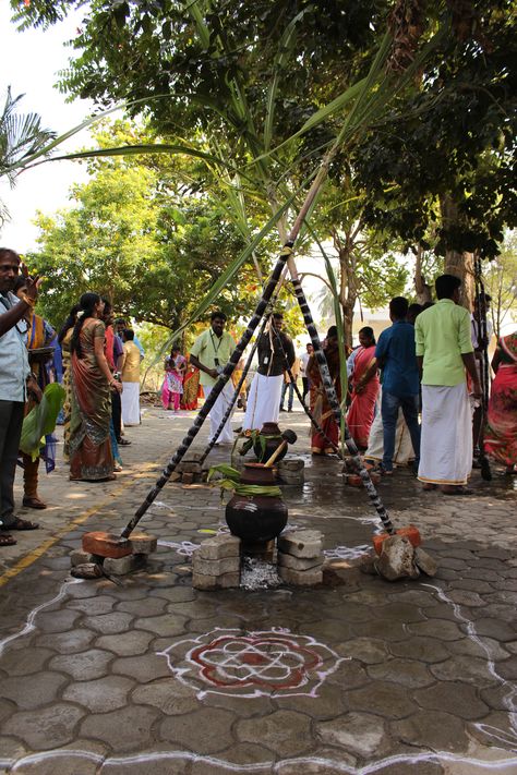 Pongal Celebrations at VeeTechnologies 2016 Pongal Festival Photography, Pongal Celebration Photography, Pongal Aesthetic, Pongal Celebration Decoration, Pongal Festival In Tamil, Hindu Secrets, Pongal Photos, Pongal Festival Images, Sankranti Decoration