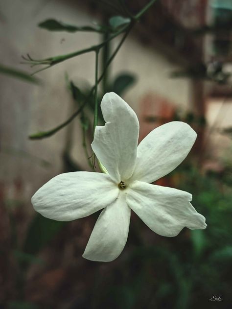 Spanish Jasmine, Arabian Peninsula, Cook Islands, South Asia, Central America, Mauritius, The Caribbean, Java, China