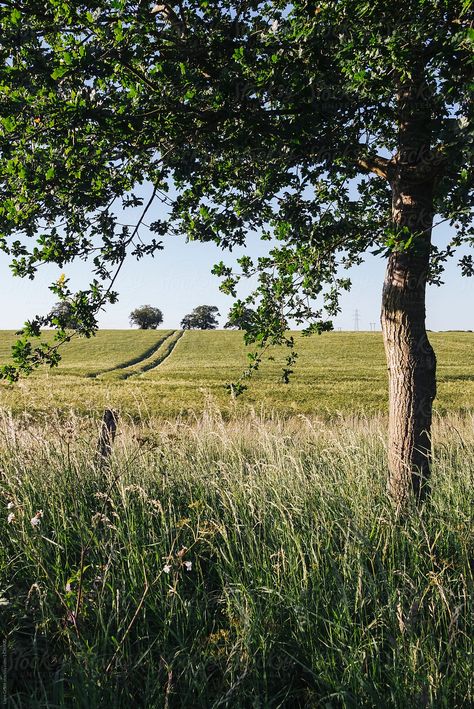 Fields Of Barley, Barley Field Aesthetic, Wild Aesthetic Nature, Grass Field Aesthetic, Grass Land, Barley Field, Grass Photography, Visualization Meditation, Norfolk Uk