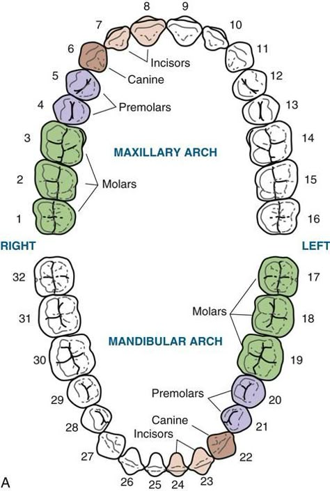 Dental Anatomy Study, Orthodontic Assistant Study Guides, Pre Dental Student, Dental Charting Symbols, Dental Diagram, Dental Assistant Study Notes, Dental Abbreviations, Dental Assistant Study Guide, Dental Charting