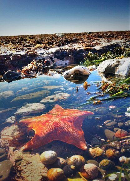 Tide pools - This one is at Moss Beach in California Underwater Treasure, Beach In California, Tidal Pool, Tide Pool, Cali Life, Fish Tales, Shallow Water, Koh Phangan, Aquatic Life