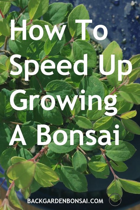 bonsai Wisteria Bonsai, Bonsai Fruit Tree, Bonsai Diy, Bonsai Making, Bonsai Pruning, Jade Bonsai, Bonsai Forest, Garden Bonsai, Bonsai Tree Types