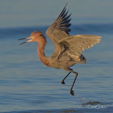 Oh to be so joyful! A reddish egret in its mid-air dance. Anhinga Tattoo, Great Egret Drawing, Flying Egret, Red Crowned Crane Flying, Reddish Egret, Egret Bird, Nikon D850, Tattoo Board, Herons