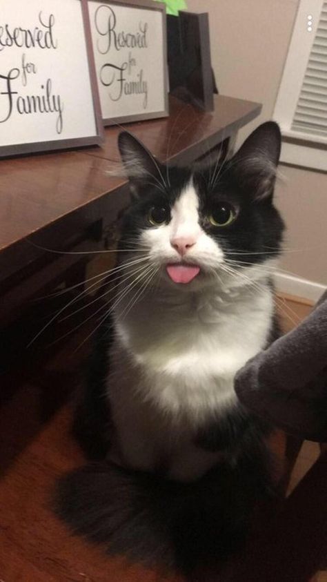 Just 18 Cats Doing Excellent Bleps | Cuteness Silly Cats Pictures, Silly Animals, White Cats, Silly Cats, Pretty Cats, Beautiful Cats, 귀여운 동물, Cute Funny Animals, White Cat