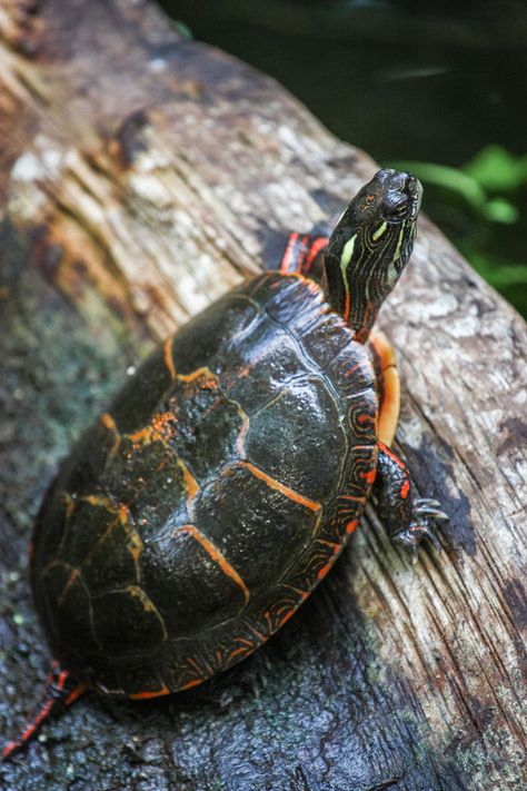 Painted Turtle On A Log Turtles On A Log, Different Types Of Turtles, Pictures Of Turtles, Painted Turtles, Pond Turtle, Oven Chips, Big Headed Turtle, Animals Turtle, Eastern Painted Turtle