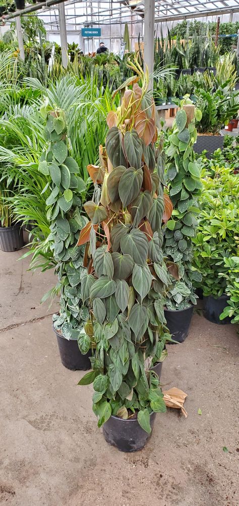 Micans Philodendron Care, Micans Philodendron, Philodendron Types, Philodendron Micans Art, Philodendron Congo Green, Philodendron Elegans, Philodendron Micans Variegated, Plant Parenthood, Philodendron Micans