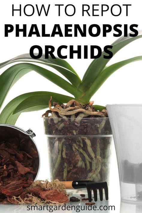 Orchid Soil, Orchid Potting Mix, Phalaenopsis Orchid Care, Repotting Orchids, Orchids In Water, Indoor Orchids, Orchid Pots, Orchid Plant Care, Orchid Roots