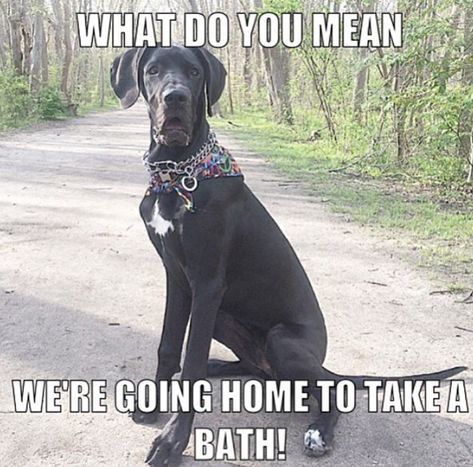 Biggest Great Dane, Great Dane Funny, Great Danes, Samoyed Dogs, Dane Dog, Great Dane Dogs, Quotes God, Daily Funny, Gentle Giant