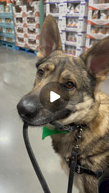 Lucifer the Service Dog on Instagram: "This way, mom! Lucifer the service dog holding his leash to alert to a migraine while grocery shopping, appearing to walk me through the store.  . #Cardiacalertdog #servicedog #workingdog #wlgsd #germanshepherd #dogtraining #ambulatorywheelchairuser #mcas #ehlersdanlossyndrome #pots" Labrador Service Dog, Disney Service Dog, Service Dog Leash Wrap, Service Dog On Plane, Demon Dog, Service Dog Memes, Service Dog, Migraine, Working Dogs