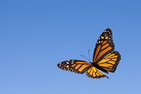 Monarch butterflies are well known for their long distance migration to Mexico. How much do you know about the monarch migration? Monarch Butterfly Meaning, Monarch Butterflies Photography, Monarch Butterfly Migration, Butterfly Meaning, Butterfly Facts, Monarch Butterfly Tattoo, Butterfly Migration, Butterfly Flying, Butterfly Makeup