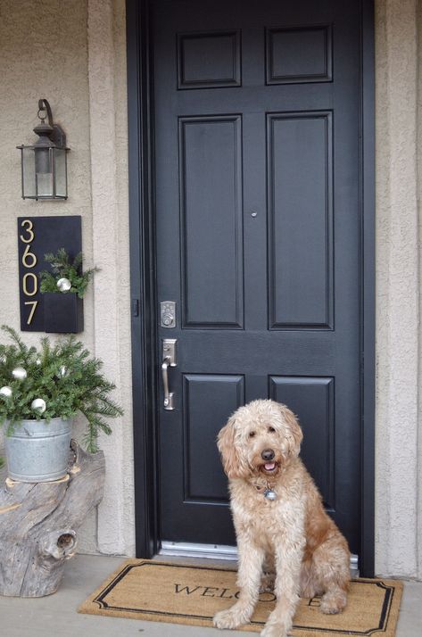 Navy Front Door And Shutters, Navy Blue Front Door Tan House, Brick House Navy Door, Coloured Front Door Brick House, Grey Blue Front Door, Statement Entryway, Dark Grey Front Door, Gray Front Door Colors, Little Apartment Aesthetic