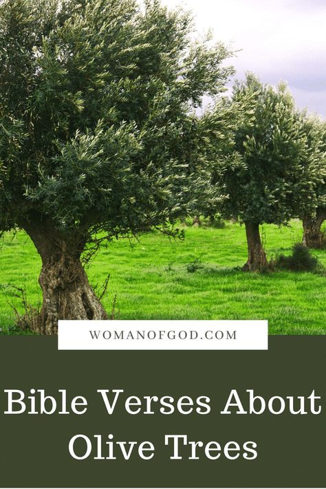 Olive Tree Bible Verse, Olive Branch Bible Verse, Tree Bible Verse, Tree In The House, Olive Tree Care, Tree Life Cycle, Rustic Garden Design, Growing Olive Trees, Dream Garden Backyards