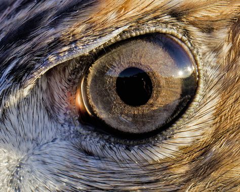 Red Tail Hawk, Animal Close Up, Regard Animal, Hawk Eye, Raptors Bird, Red Tailed Hawk, Bird Wallpaper, Birds Tattoo, Birds Of Prey