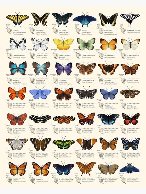 "Butterflies of North America" Poster by EleanorLutz | Redbubble Beruang Grizzly, Photo Papillon, Types Of Butterflies, Butterfly Species, Butterfly Art, Ipad Models, Ipad Skin, Beautiful Butterflies, No. 2