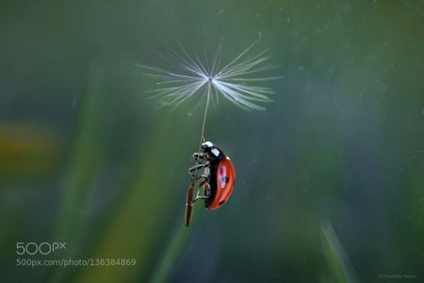 Lady Bug Tattoo, Bugs Life, Flower Company, A Bug's Life, Beautiful Bugs, Foto Art, Black And White Photographs, Natural World, Nature Photos