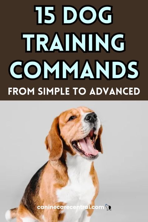 Basic Commands For Dogs, Basic Dog Commands, Christmas Character Costumes, Healthy Christmas Dinner, Dog Training Commands, Dog Commands Training, Small Christmas Trees Decorated, Therapy Dog Training, Christmas Pictures Outfits