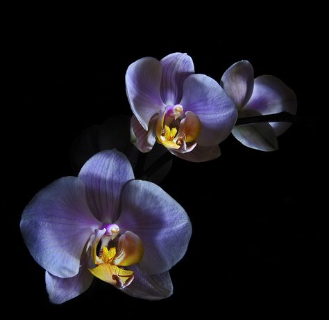 Black Orchid Flower, Dark Orchid Aesthetic, Black And White Orchid, Orchid Black Background, Orchid Computer Wallpaper, Orchids Painting, Background Flowers, Purple Garden, Dark Pictures