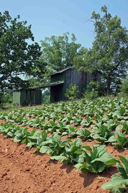 TOBACCO BARNS NC Crops Farm, Farm Crops, North Carolina History, Southern Heritage, Country Barns, Barn Painting, My Old Kentucky Home, North Carolina Homes, Farm Buildings