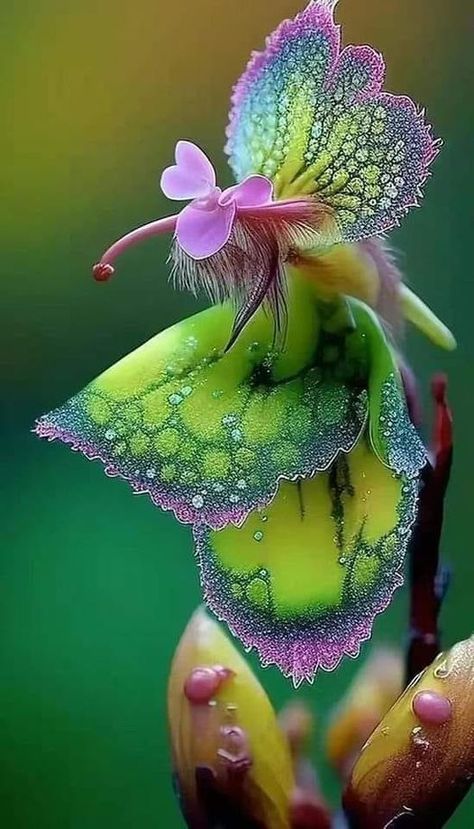 Orchid Photography, Strange Flowers, Weird Plants, Rare Orchids, Flower Arch, Exotic Orchids, Unusual Plants, Unusual Flowers, Beautiful Orchids