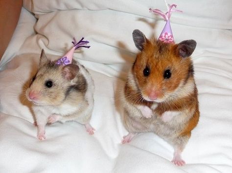 They will both be guests at my next birthday party Hamster Clothes, Teacup Pigs, Funny Hamsters, Mini Pigs, Cute Hamsters, Cute Animal Pictures, Hamsters, Animal Birthday, Funny Animal Pictures