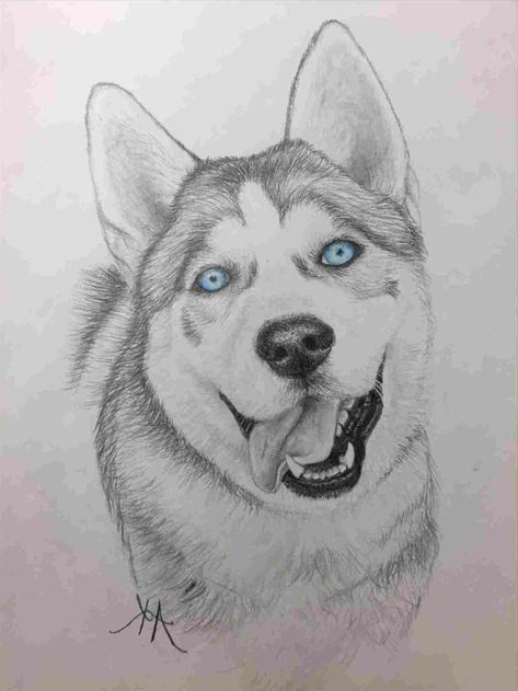 black-pencil-drawing-of-a-husky-with-blue-eyes-cool-easy-drawings-white-background Haski Dog Drawing, Siberian Husky Drawing, Husky Sketch, Husky Art, Husky Drawing, Animal Drawings Sketches, Dog Sketch, 강아지 그림, What To Draw