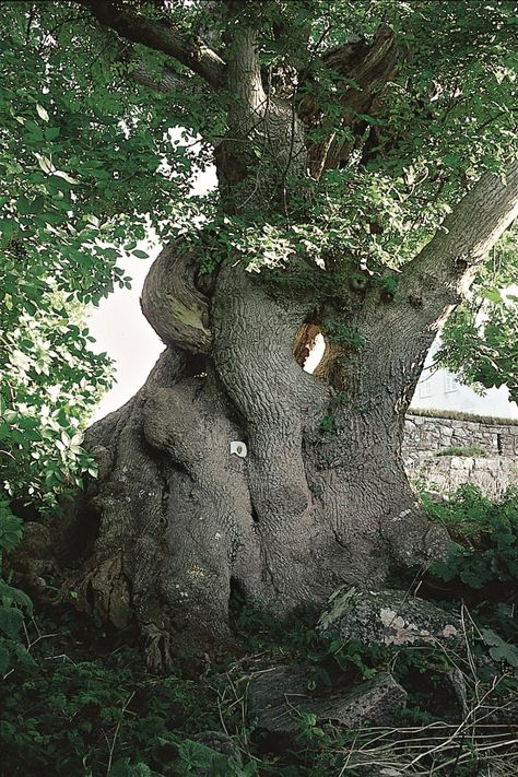 Ash Tree Aesthetic, The Island Of Missing Trees Aesthetic, Nanowrimo 2023, Stone Forest, Map Ideas, Hollow Tree, Painting References, Ash Tree, Art Study