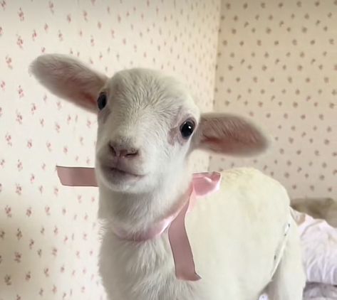 Cute Lamb Aesthetic, Baby Lamb Aesthetic, Lamb Coquette, Goat Aesthetic, Sheep Aesthetic, Lamb Aesthetic, Lamb Wallpaper, Cute Lambs, Sacrificial Lamb