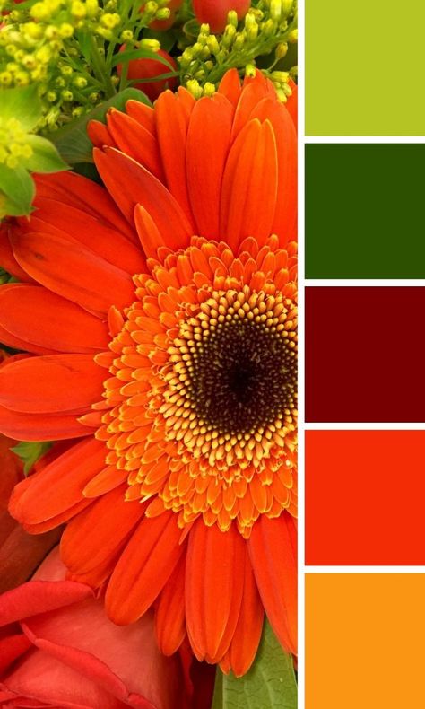 Red flower color pallete Green Contrast Color, Orange Color Combinations, Colours That Go Together, Orange Color Schemes, Orange Color Palettes, Color Palette Challenge, House Color Palettes, Color Palette Yellow, Red Color Schemes